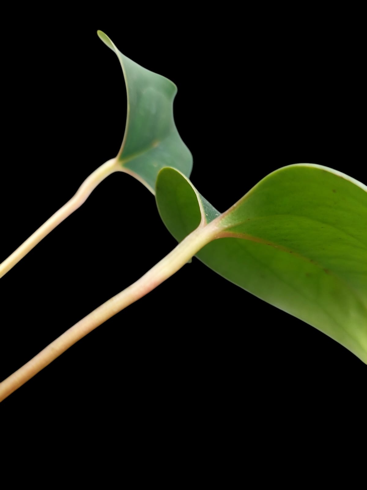 Anthurium sp. 'Indian arrow' 2 Leaves (EXACT PLANT)