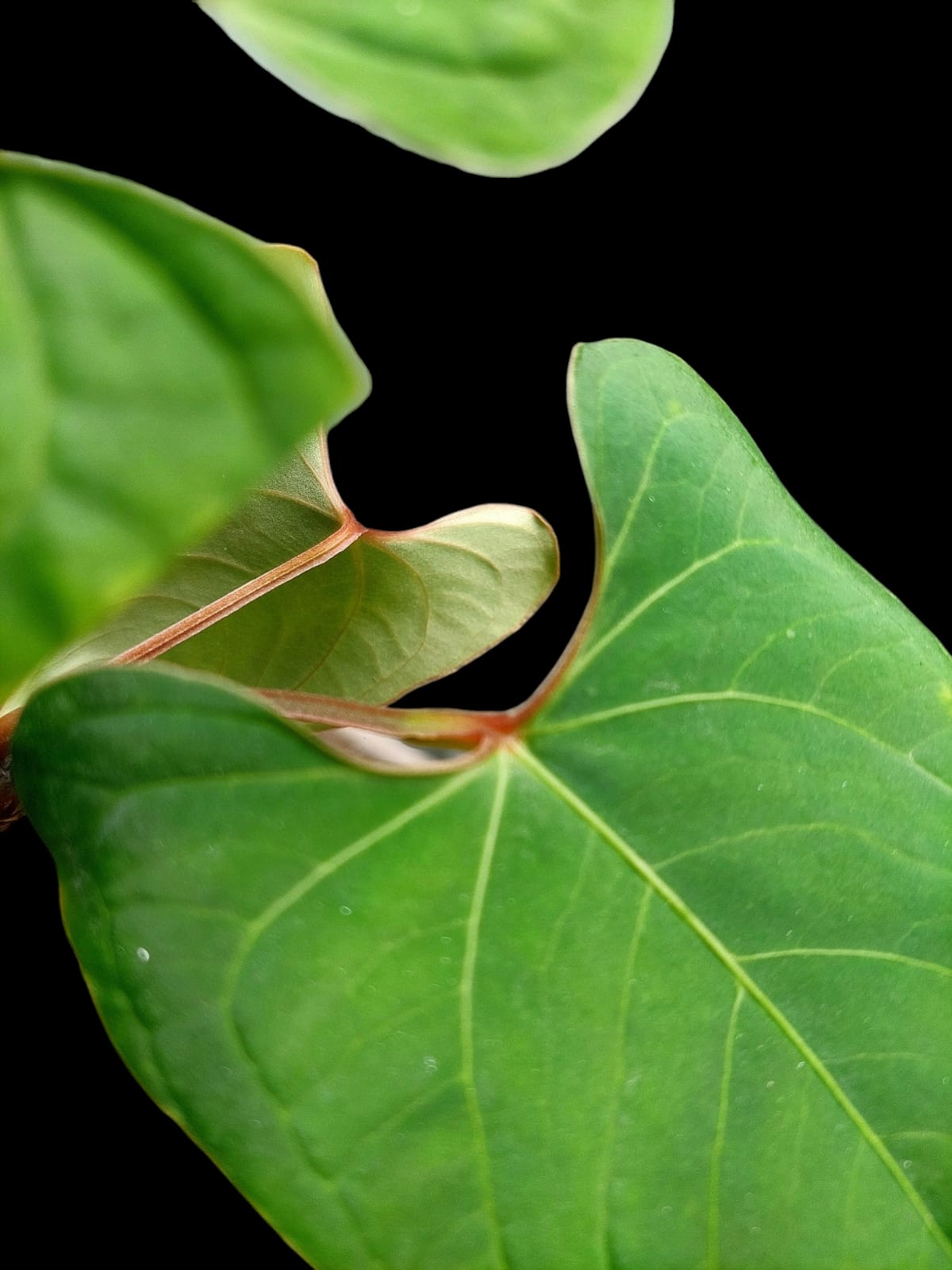 Anthurium sp. 'Huanuco Velvet' 3 Leaves (EXACT PLANT)