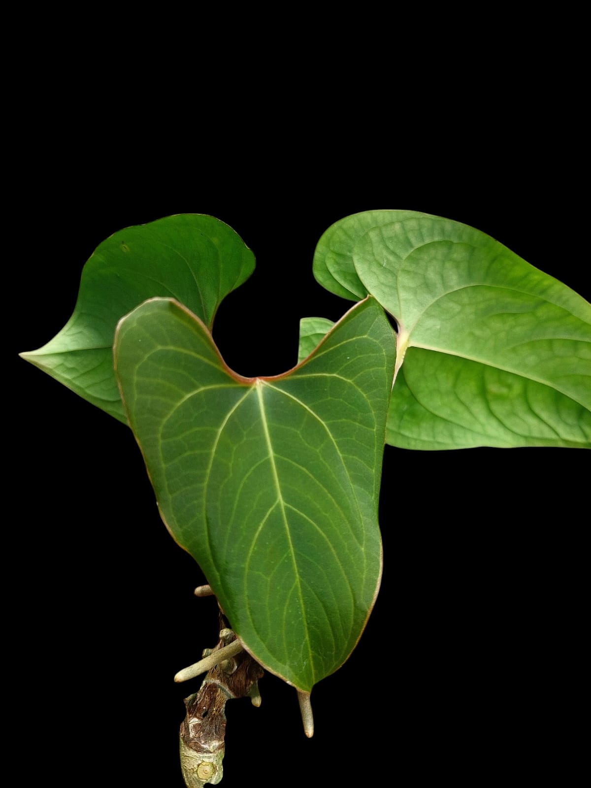 Anthurium sp. 'Huanuco Velvet' 3 Leaves (EXACT PLANT)
