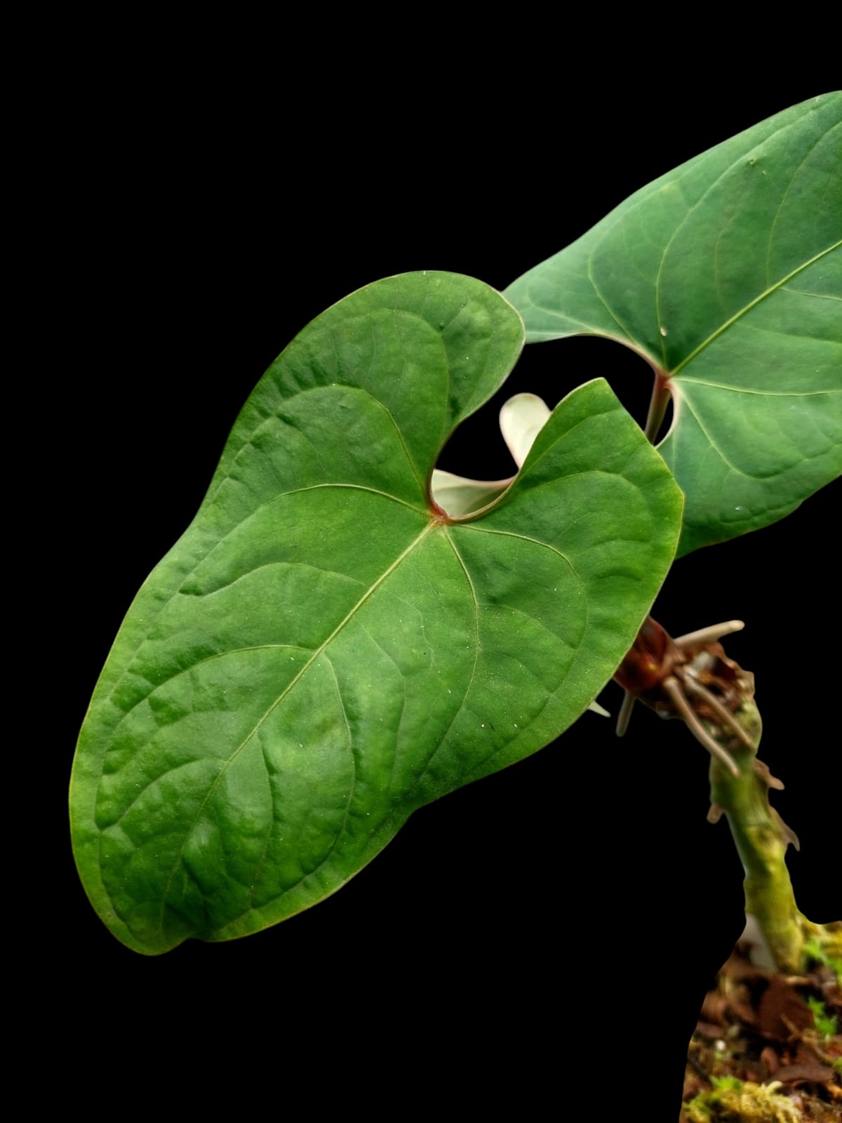 Anthurium sp. 'Huanuco Velvet' 3 Leaves (EXACT PLANT)