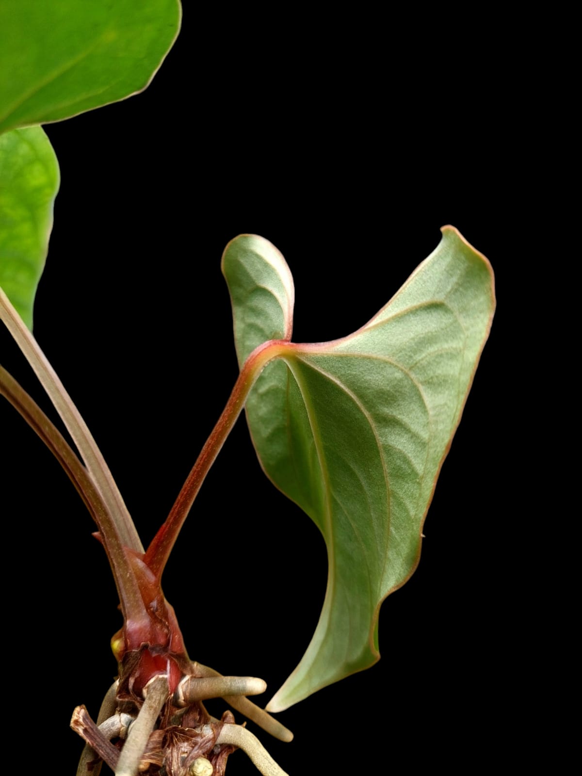 Anthurium sp. 'Huanuco Velvet' 3 Leaves (EXACT PLANT)