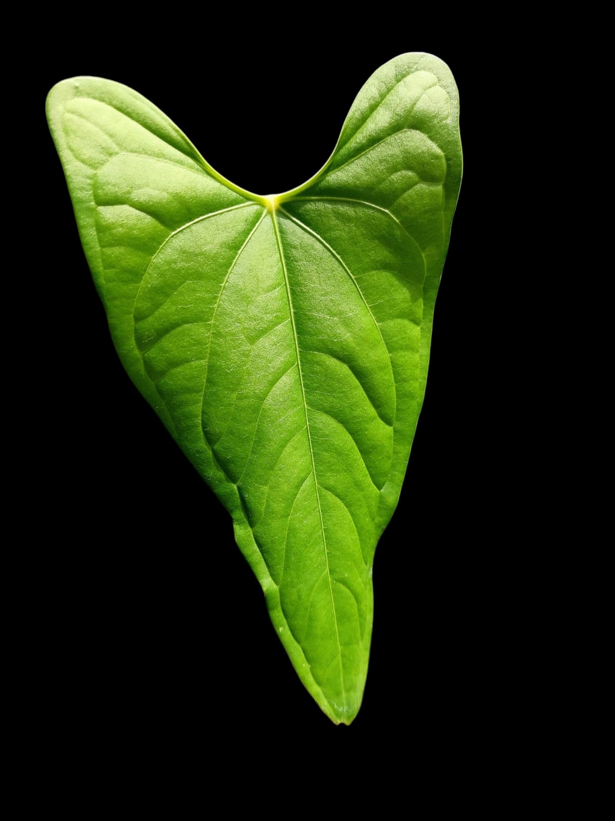 Anthurium sp. "Tarapoto Velvet" Wild Ecotype (EXACT PLANT)