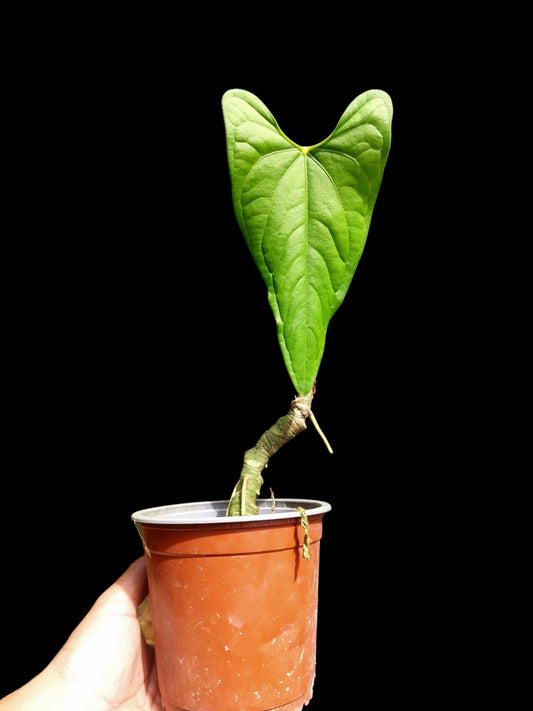 Anthurium sp. "Tarapoto Velvet" Wild Ecotype (EXACT PLANT)