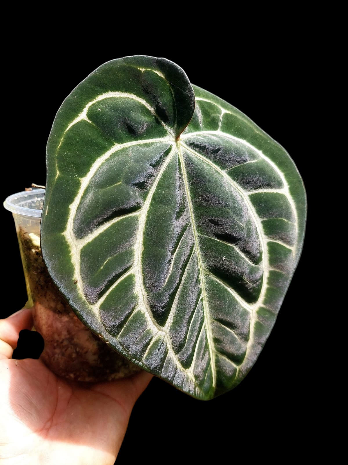 Anthurium Carlablackiae Wild Ecotype (EXACT PLANT) – Amazon Plants Peru