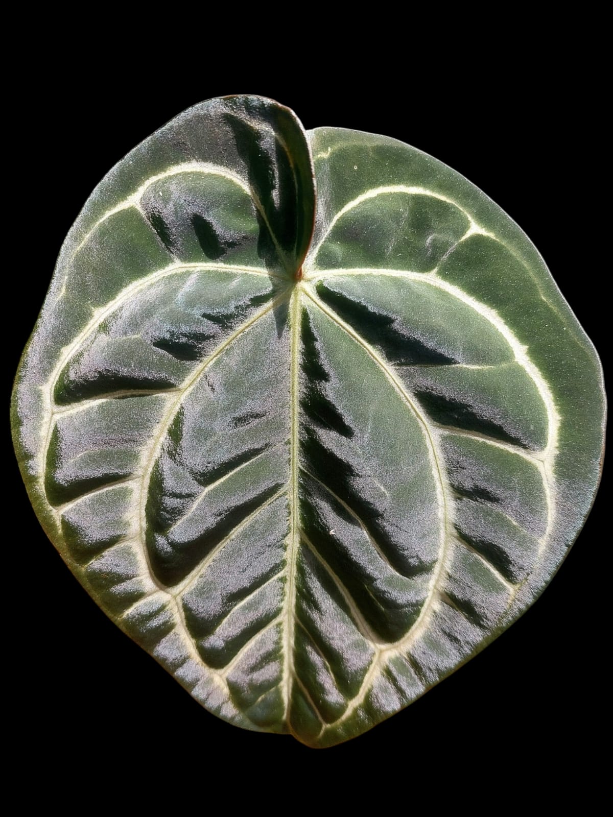 Anthurium Carlablackiae Wild Ecotype (EXACT PLANT)