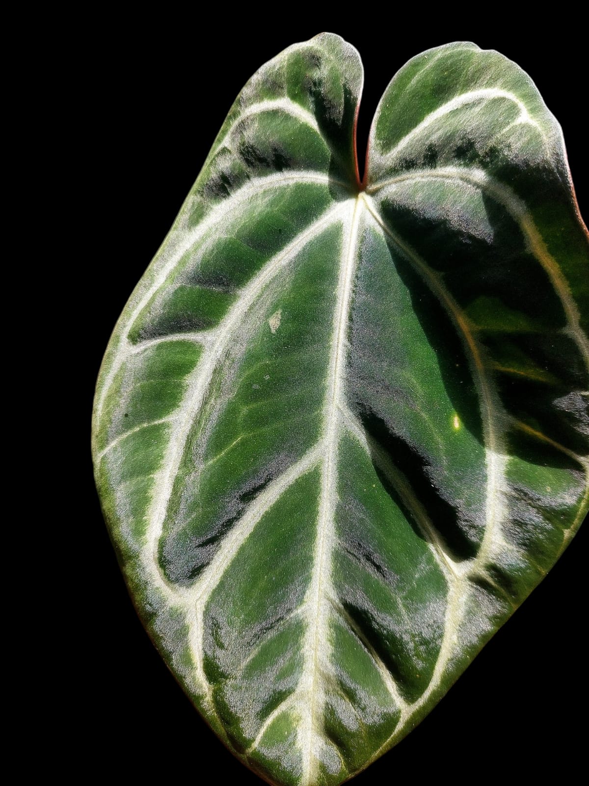 Anthurium Carlablackiae Wild Ecotype (EXACT PLANT)