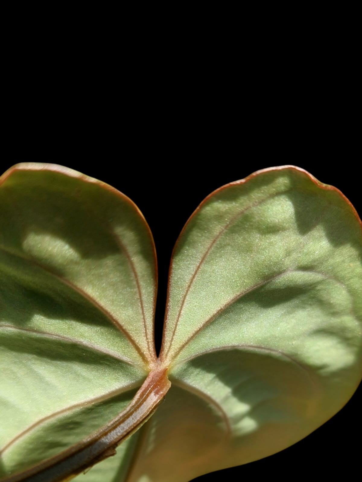 Anthurium Carlablackiae Wild Ecotype (EXACT PLANT)