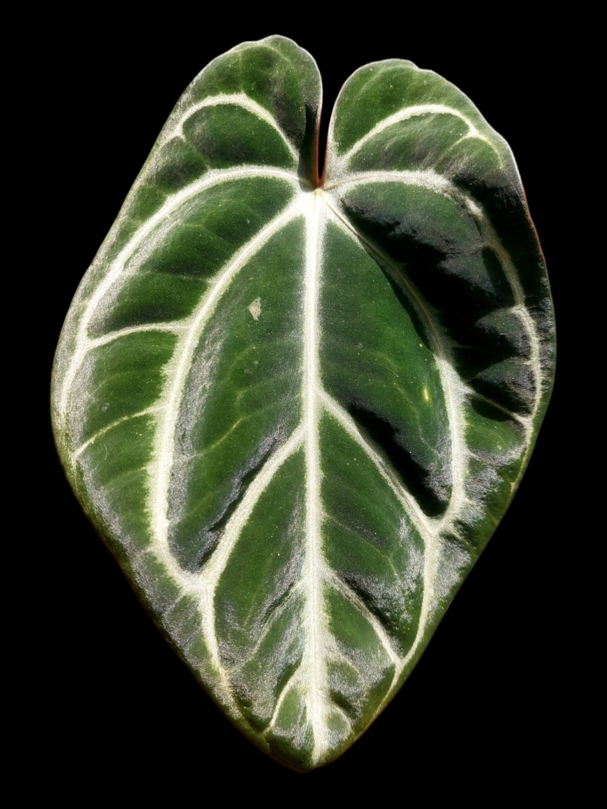 Anthurium Carlablackiae Wild Ecotype (EXACT PLANT)