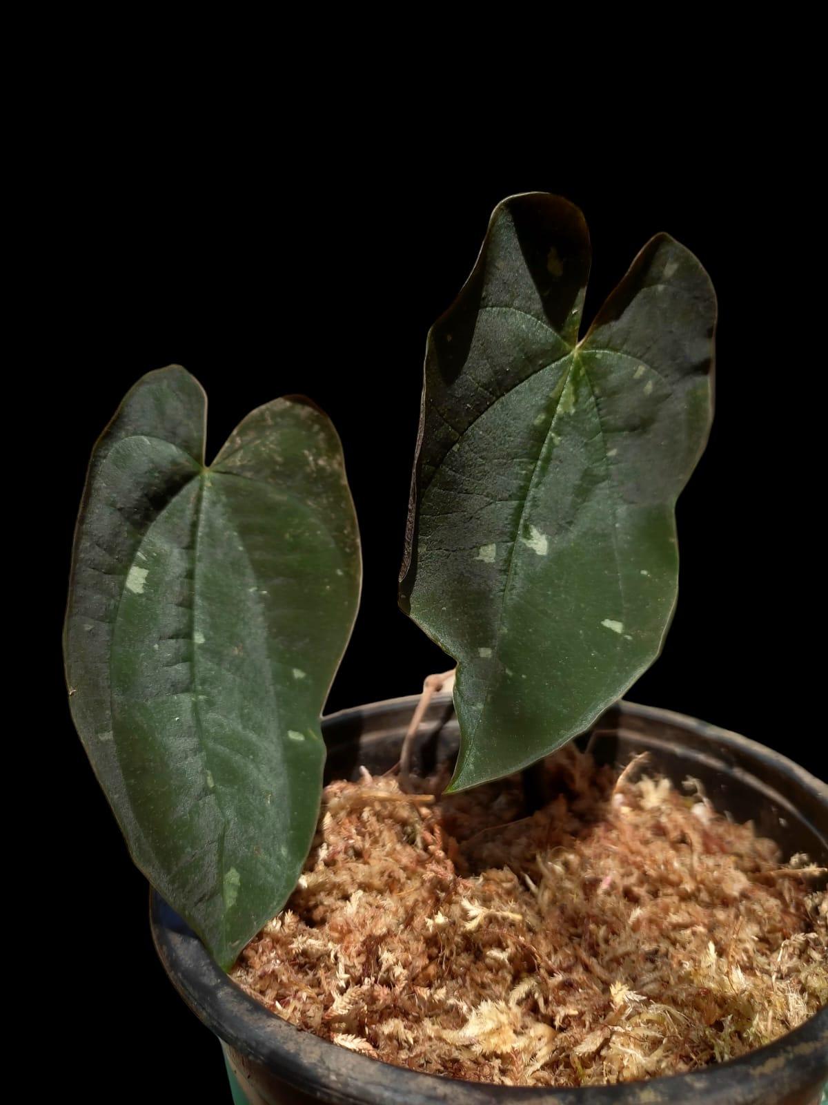 Dioscorea discolor 'Oro Negro' ecotype (EXACT PLANT)