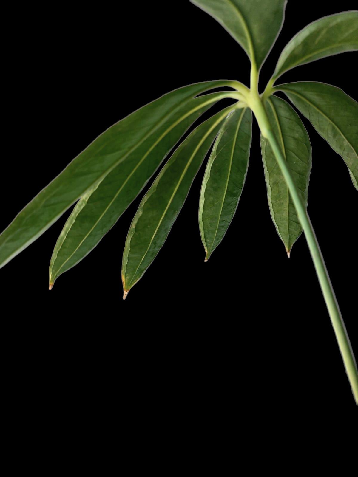 Anthurium Croatii Peru Form Wild Specie