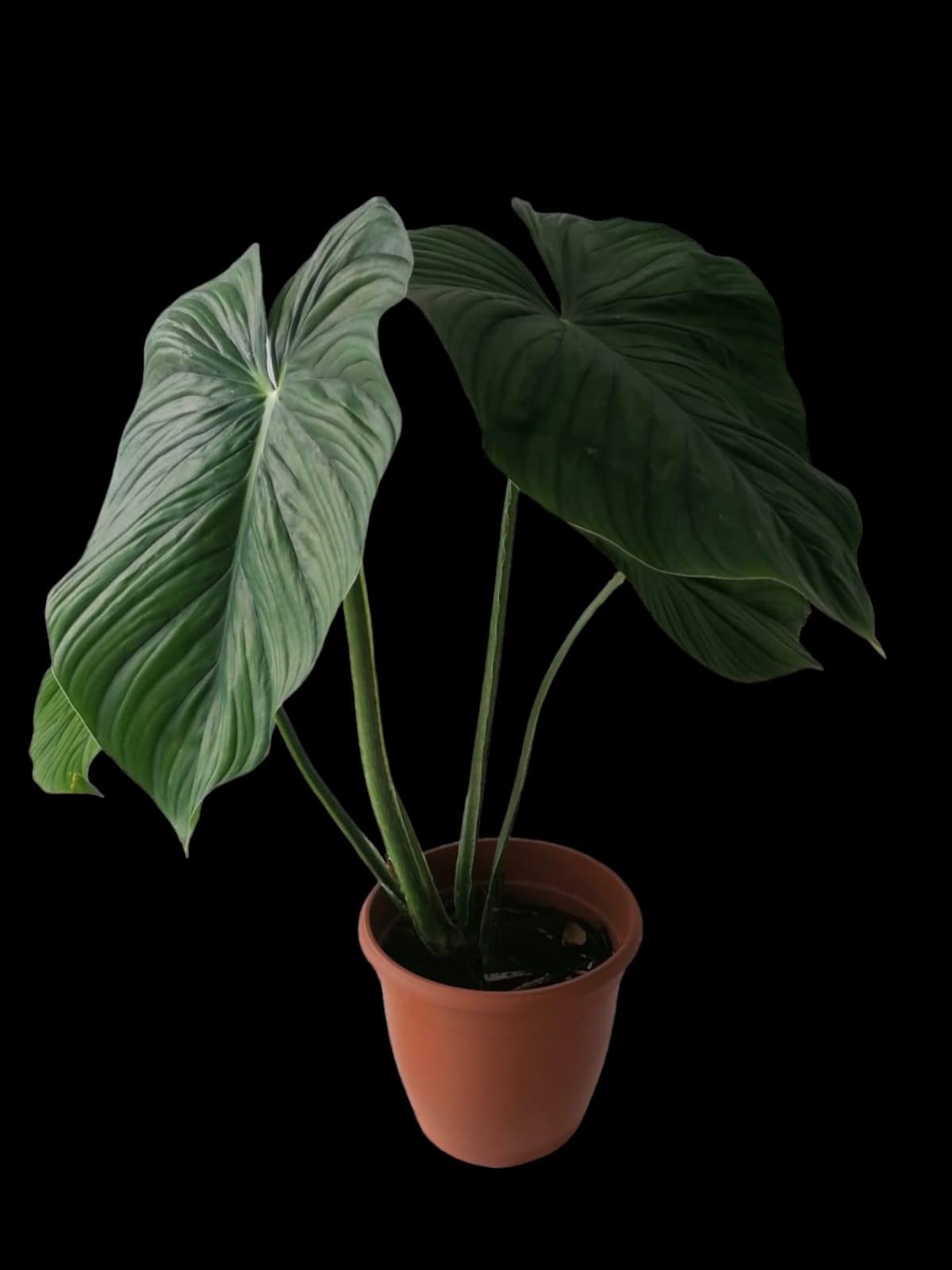 Philodendron Plowmanii Black Face