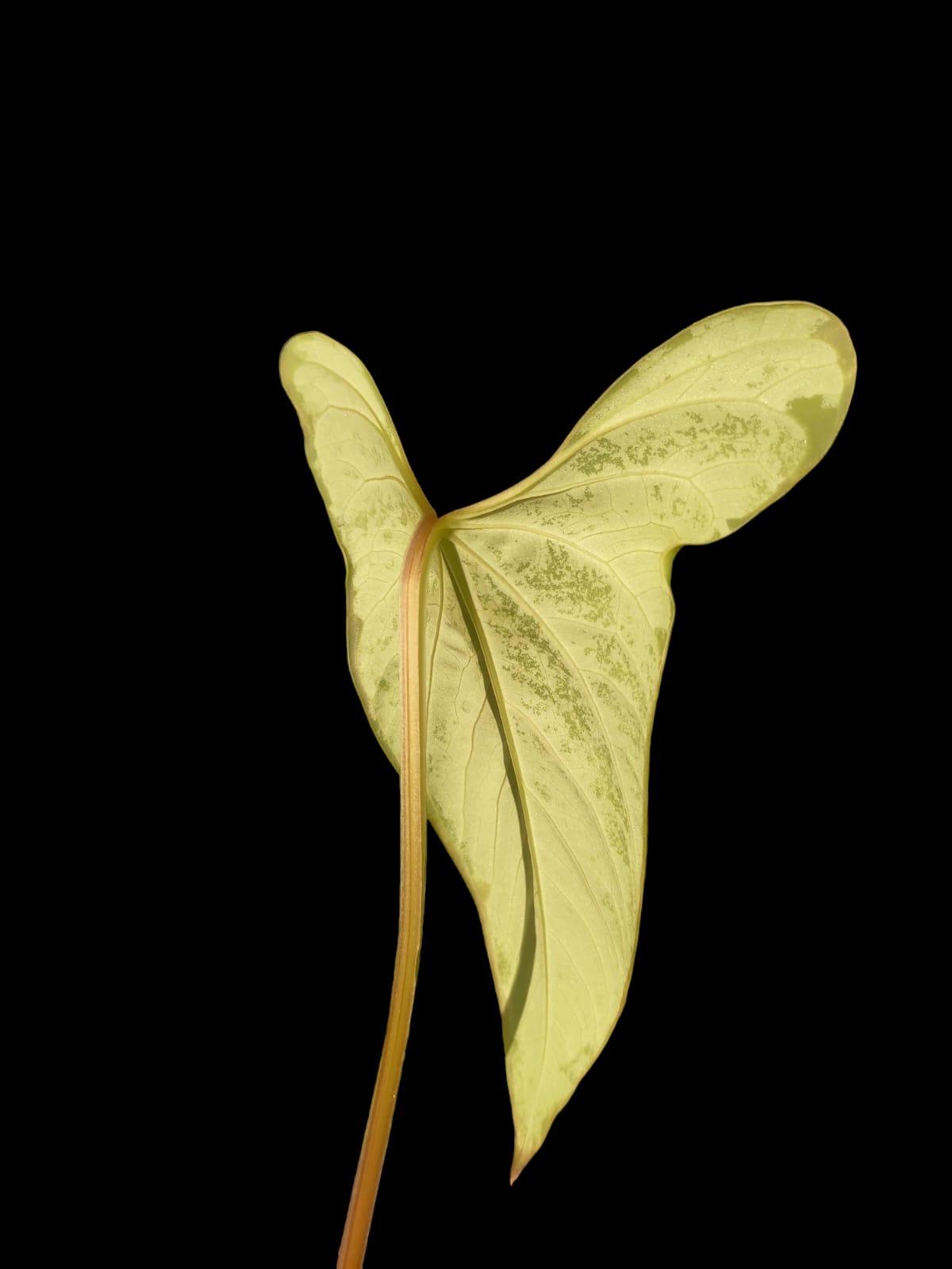 Anthurium sp. 'Tinguense' (EXACT PLANT)