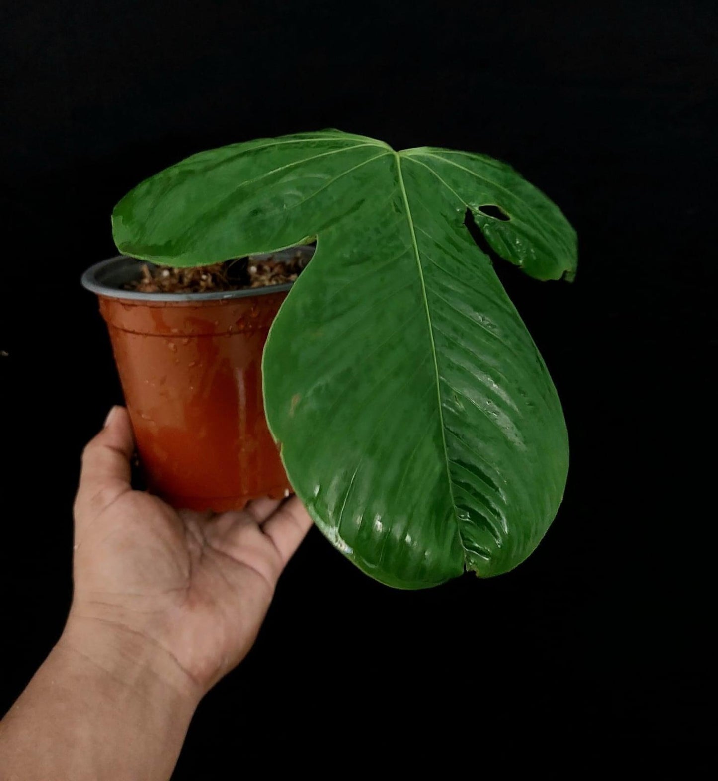 Anthurium sp "Monzon" (EXACT PLANT)