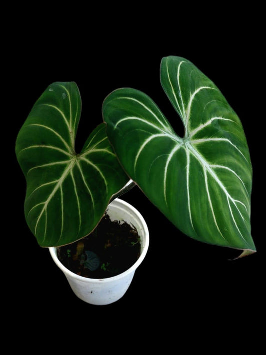 Philodendron Gloriosum