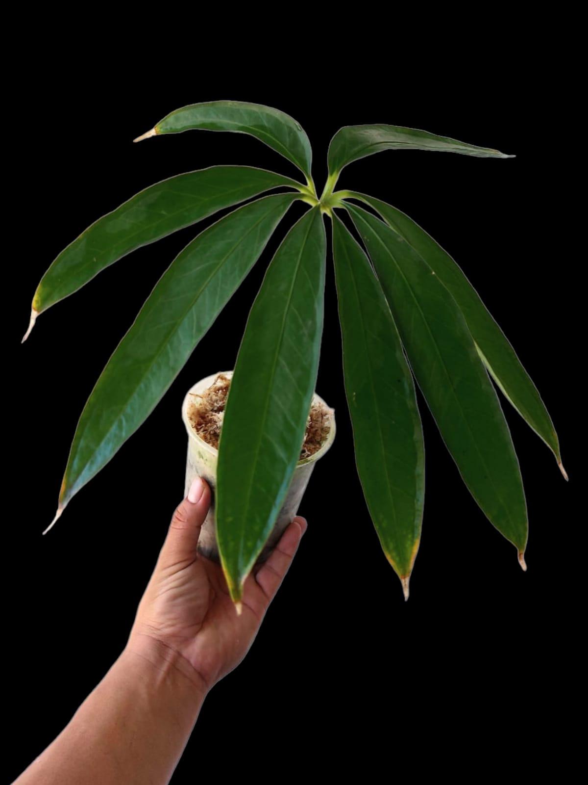 anthurium croatii corrugado Anthurium Croatii Peru Form Wild Specie