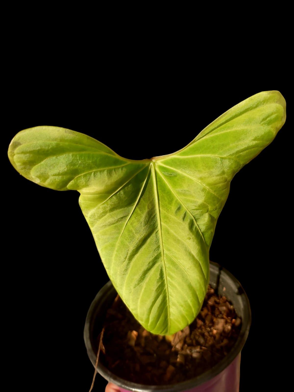 Anthurium sp. 'Tinguense' (EXACT PLANT)