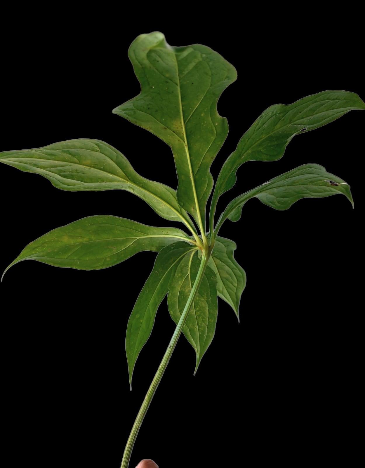 Anthurium Clavigerum