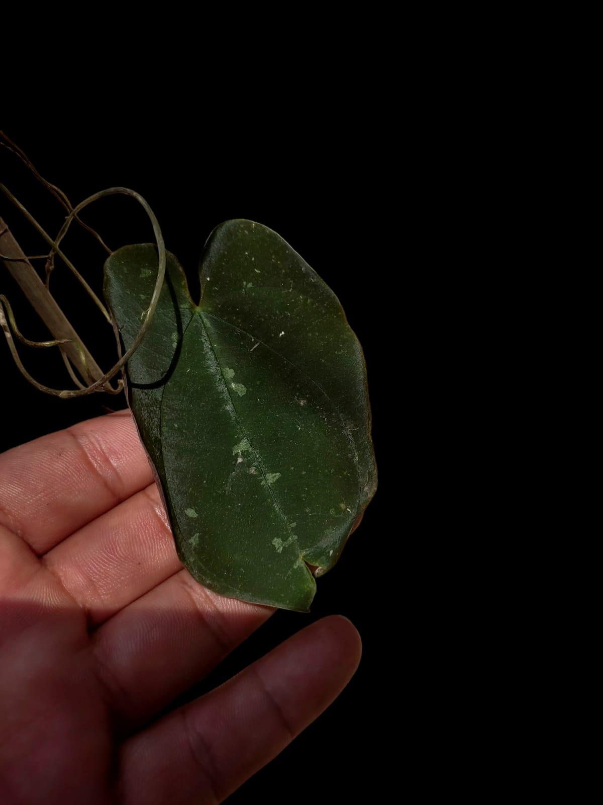 Dioscorea discolor 'Oro Negro' ecotype (EXACT PLANT)