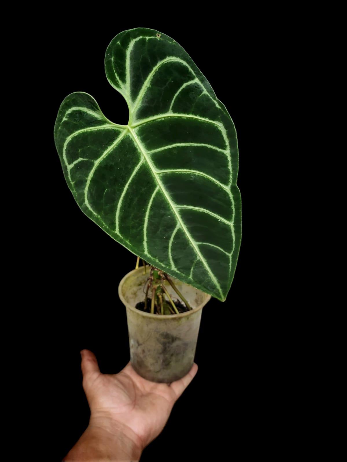 Anthurium Regale Dark (EXACT PLANT)