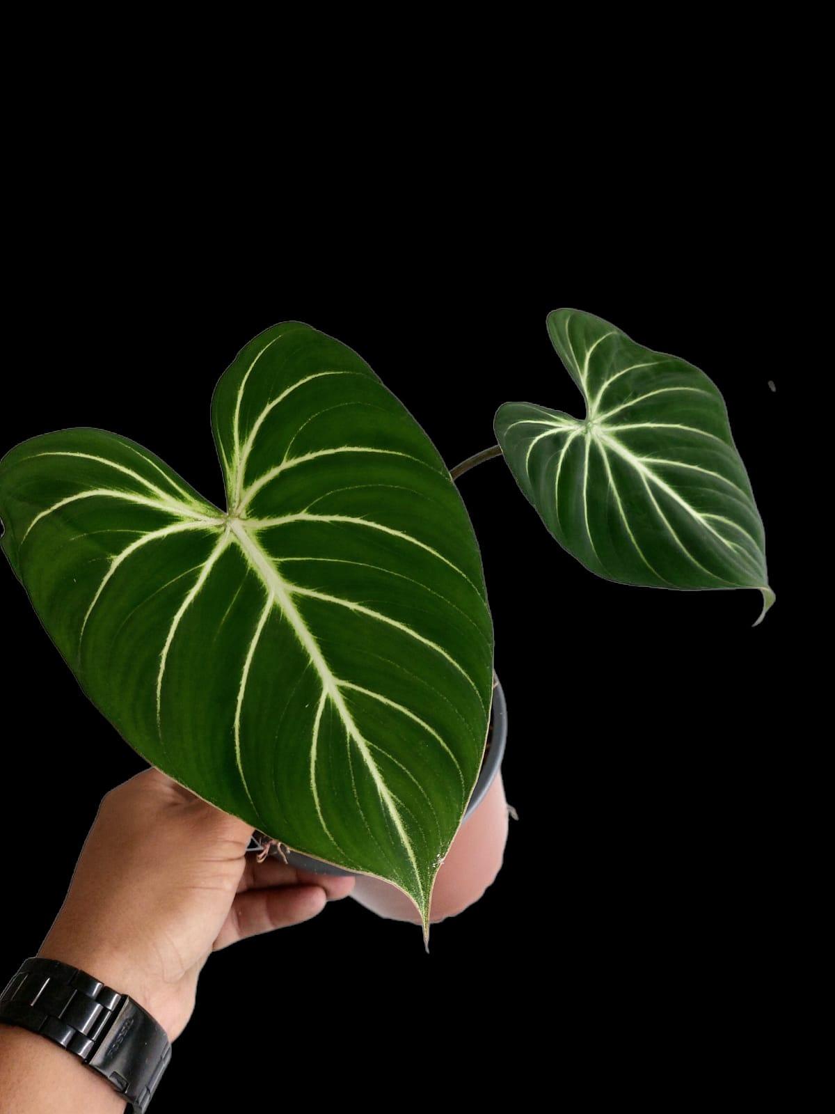 Philodendron Gloriosum