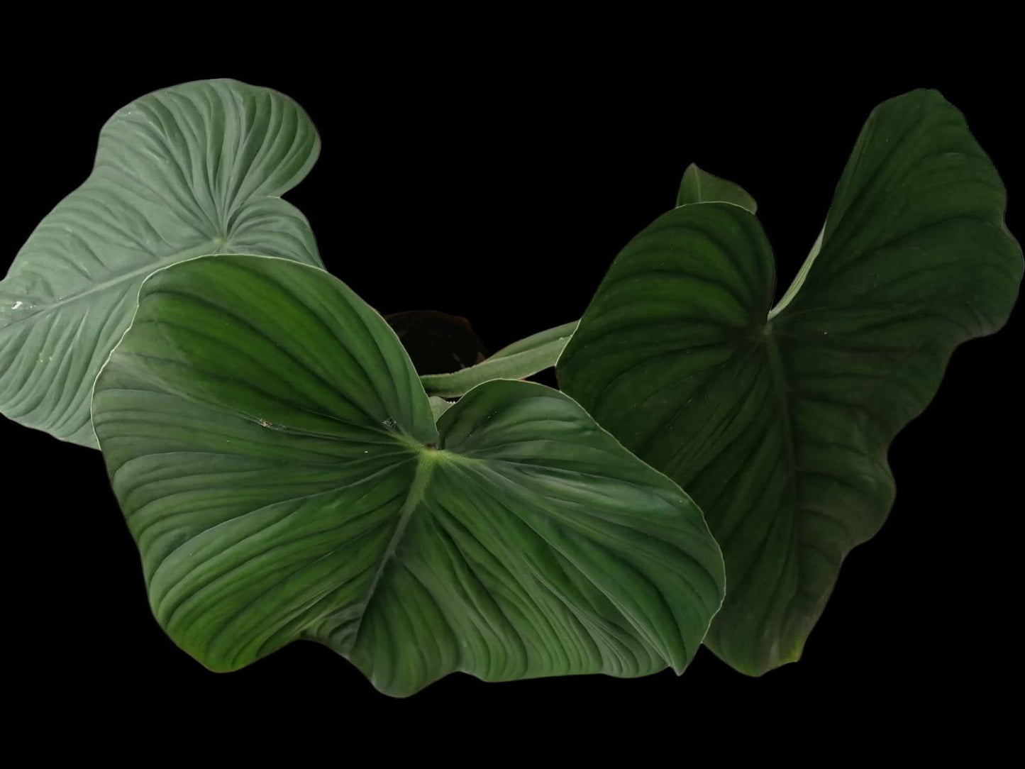 Philodendron Plowmanii Black Face