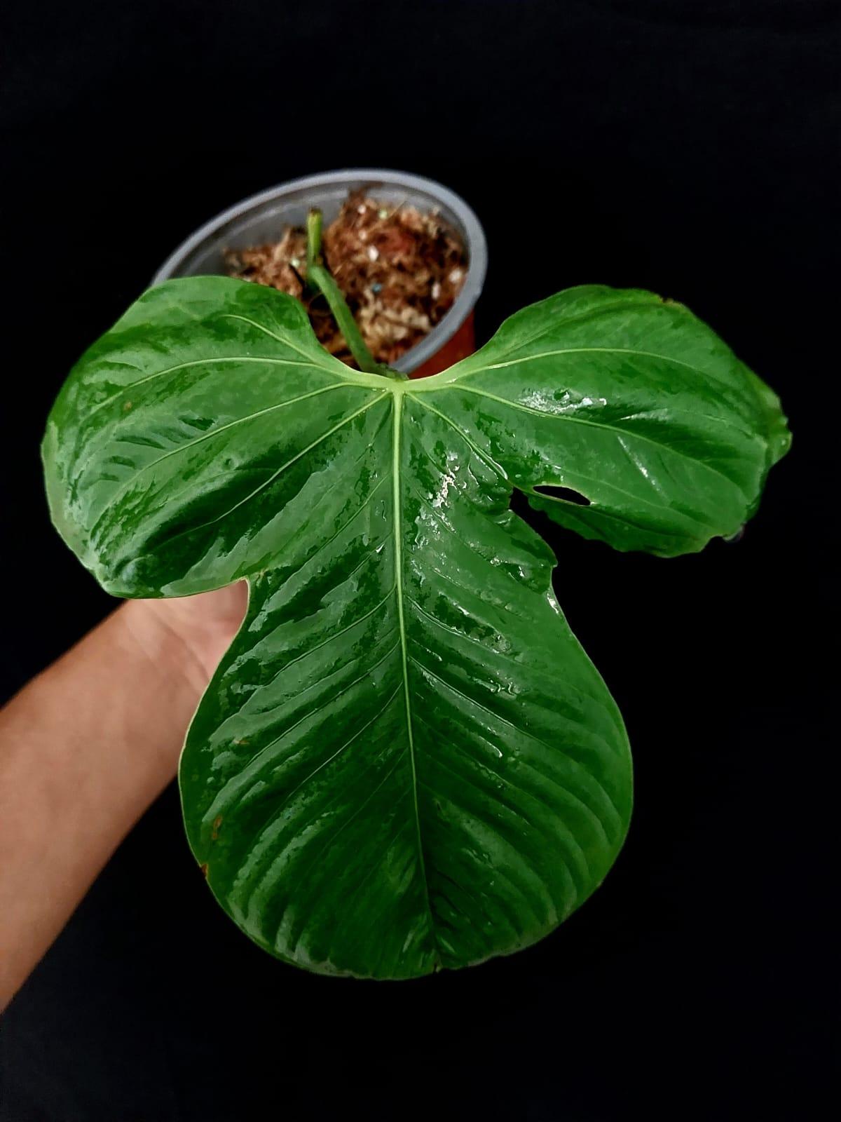 Anthurium sp "Monzon" (EXACT PLANT)