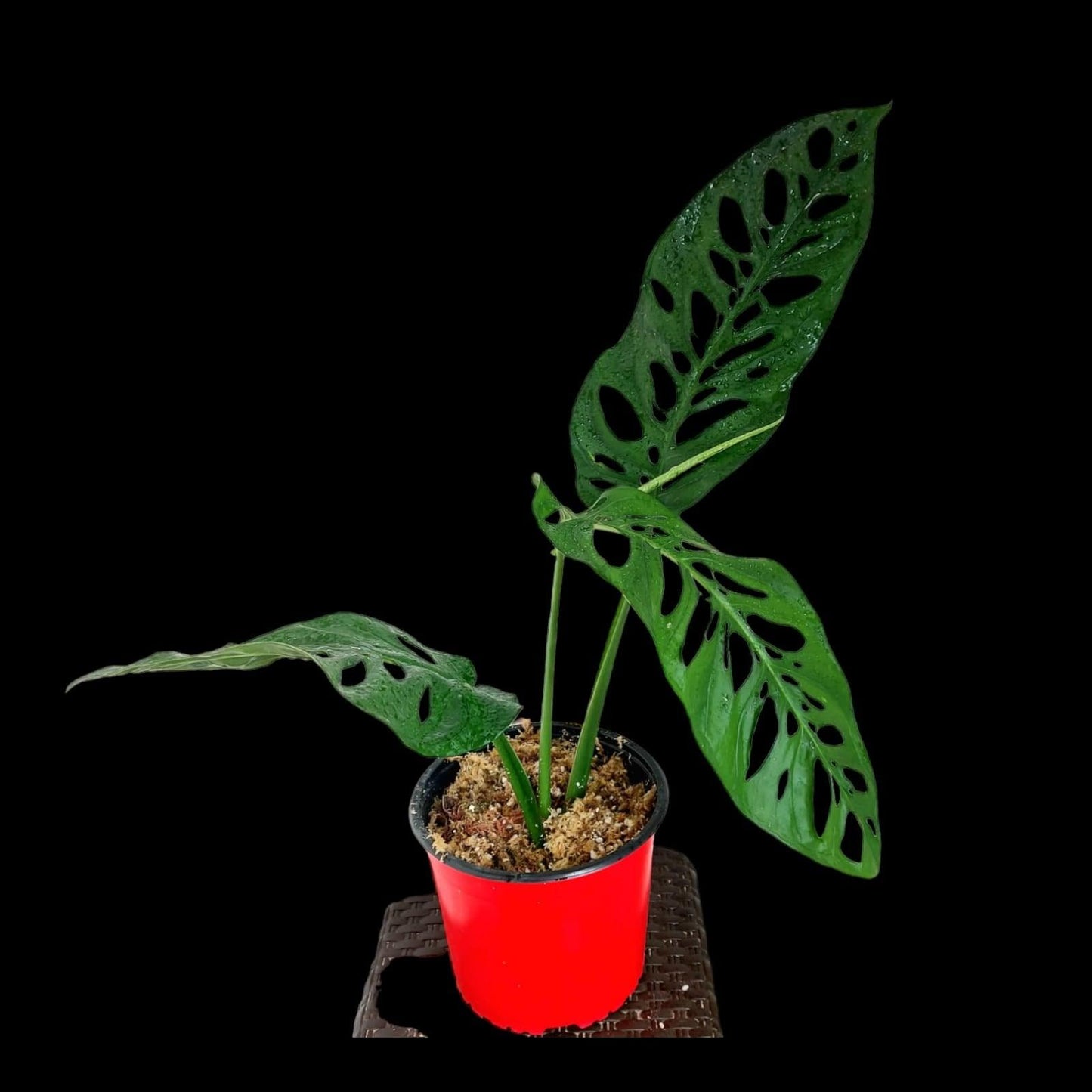 Monstera Esqueleto Peru form