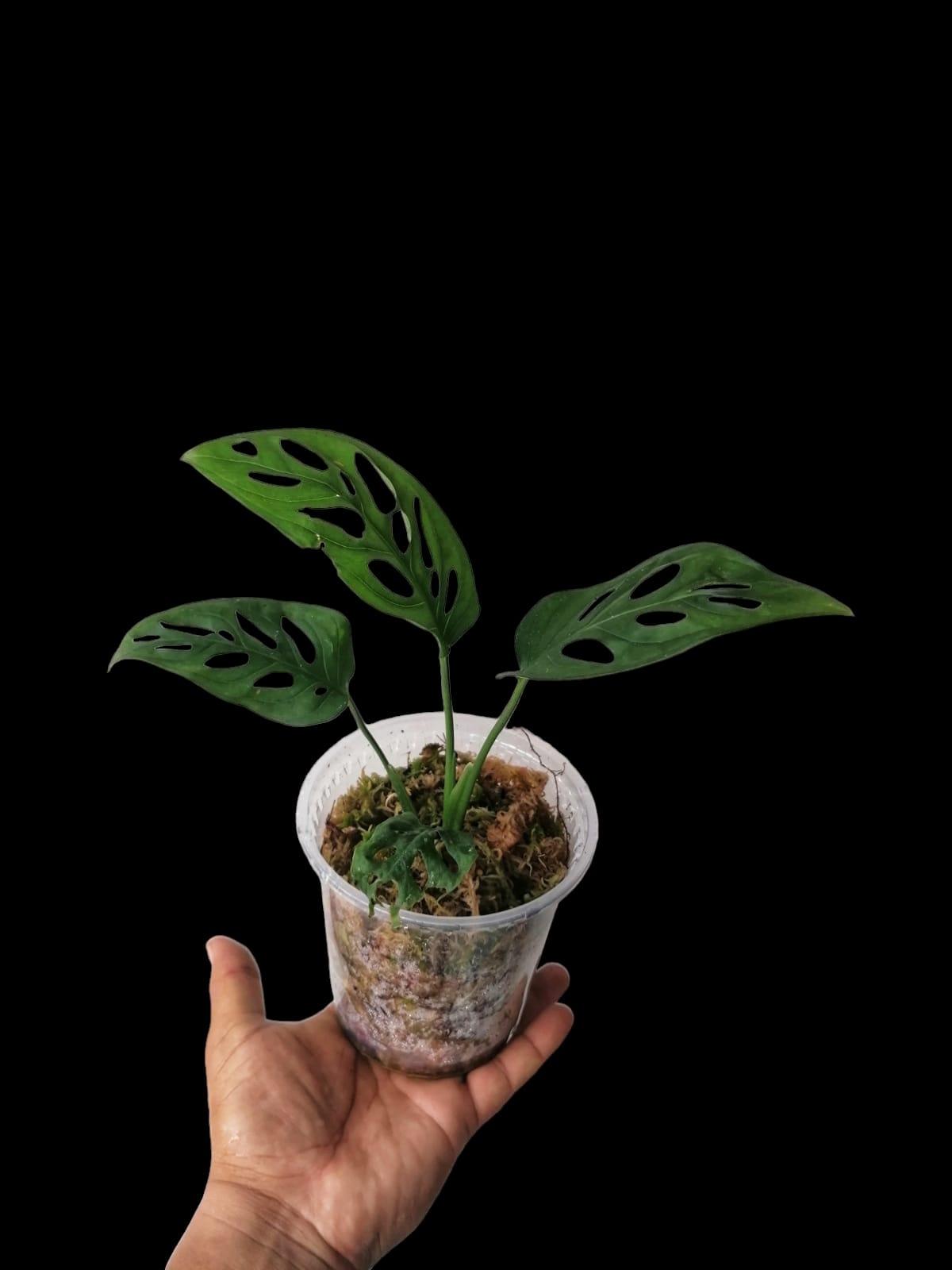 Monstera Adansonii Peru Ecotype