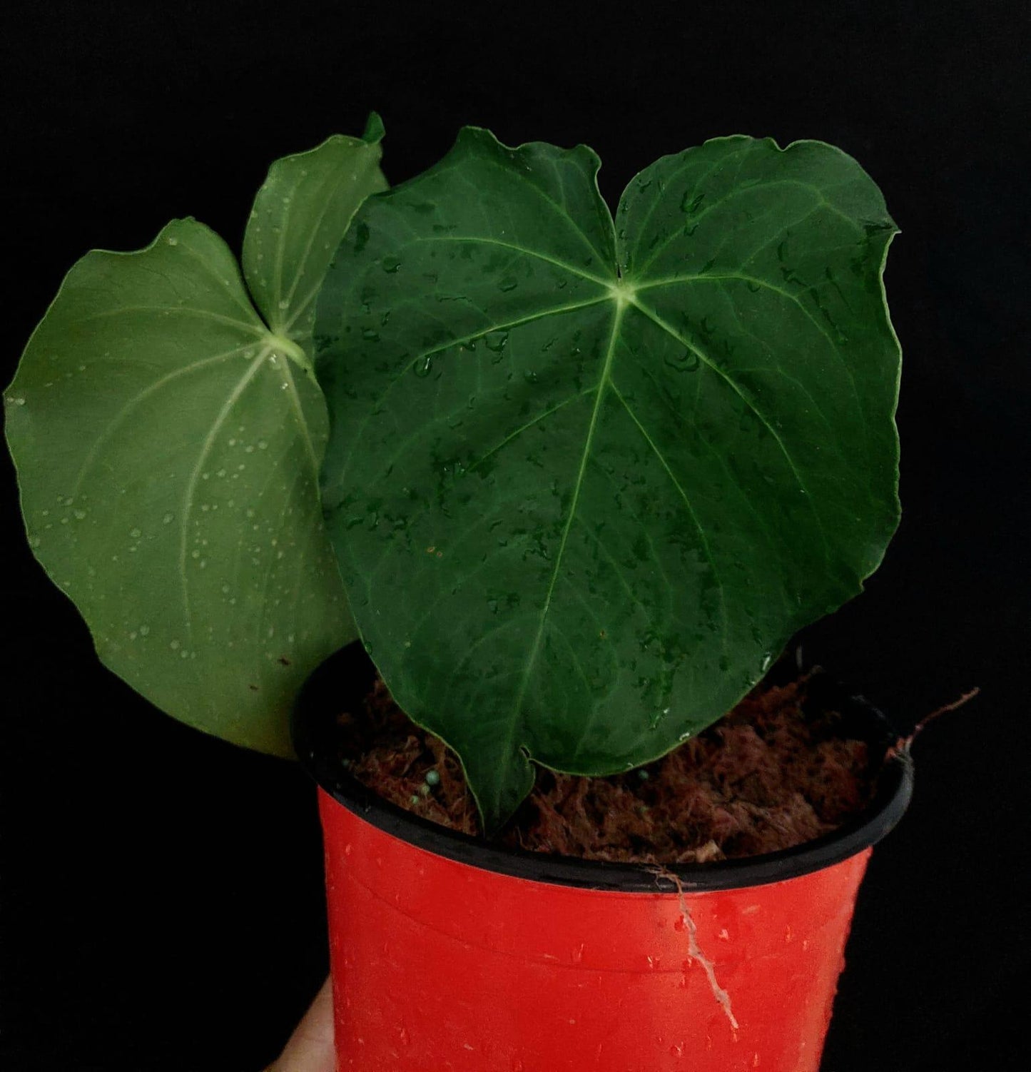 Anthurium sp. "Cumbaza" 2 Leaves Wild Ecotype (EXACT PLANT)