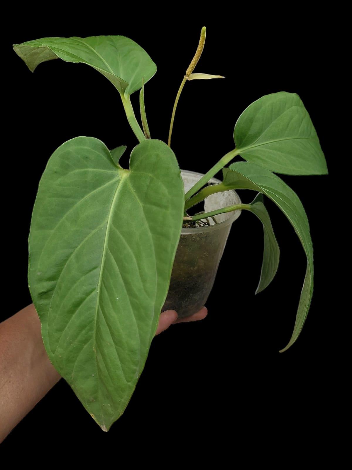 anthurium pulcachense Anthurium Pulcachense (EXACT PLANT)