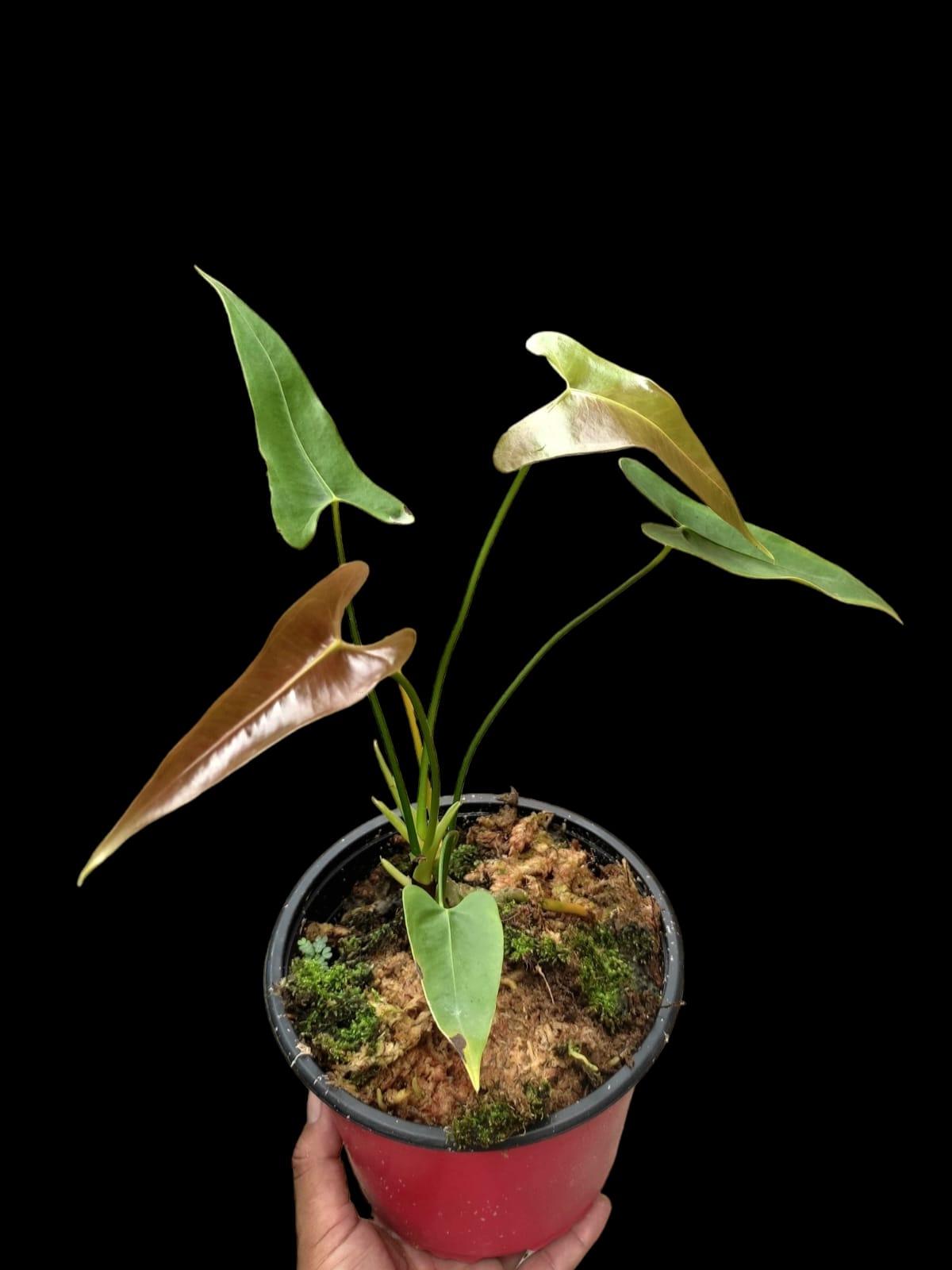 Anthurium Longissimilobum (EXACT PLANT)