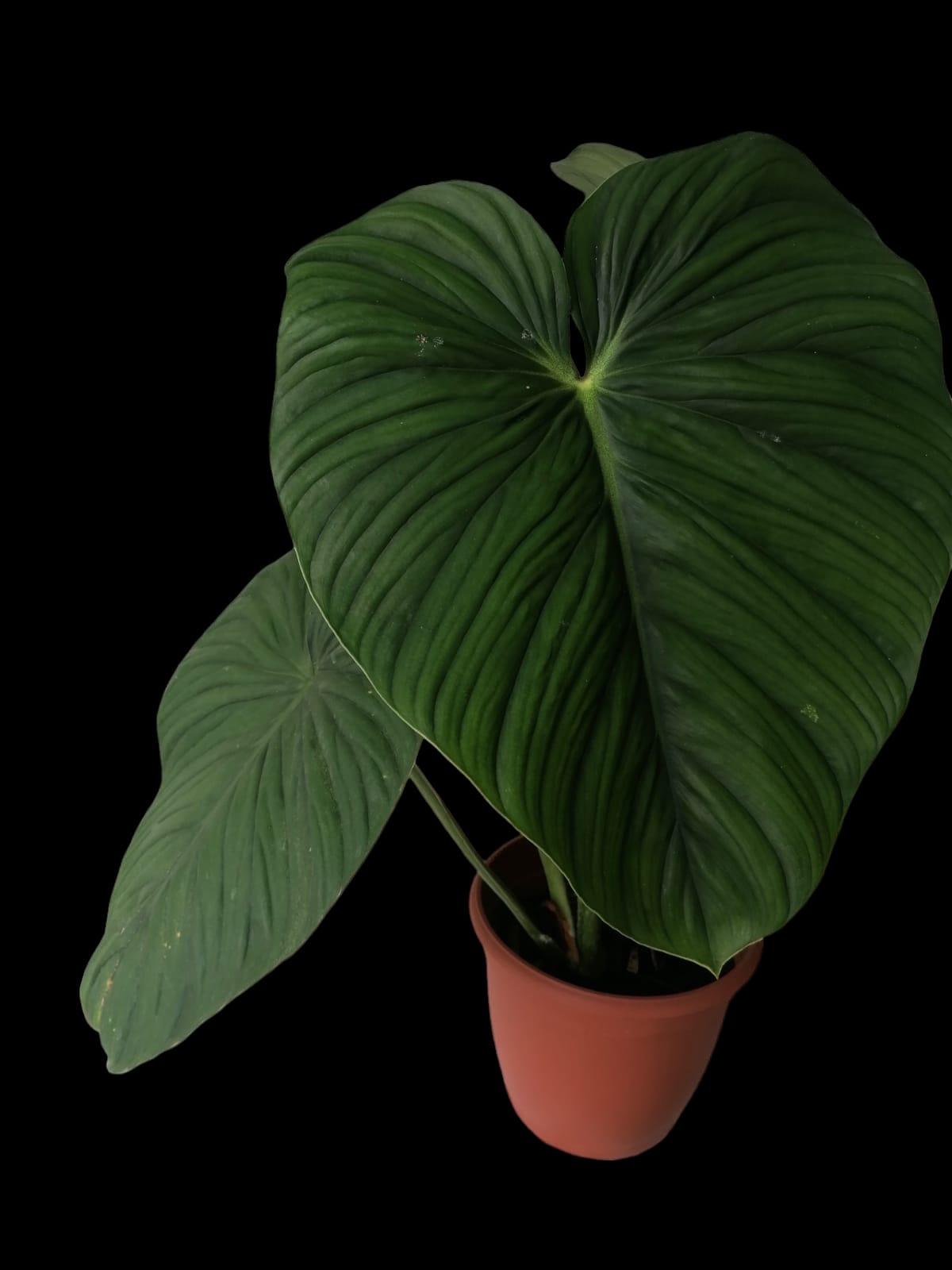 Philodendron Plowmanii Black Face
