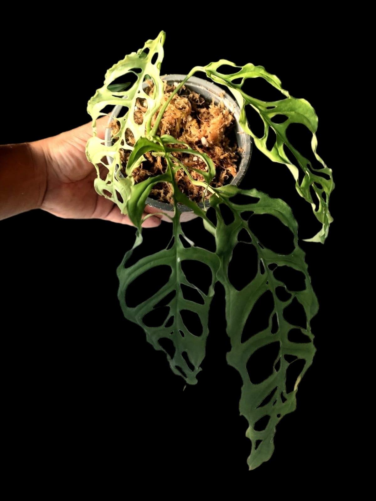 Monstera Obliqua Peru Narrow and Heavily Fenestrated (EXACT PLANT)