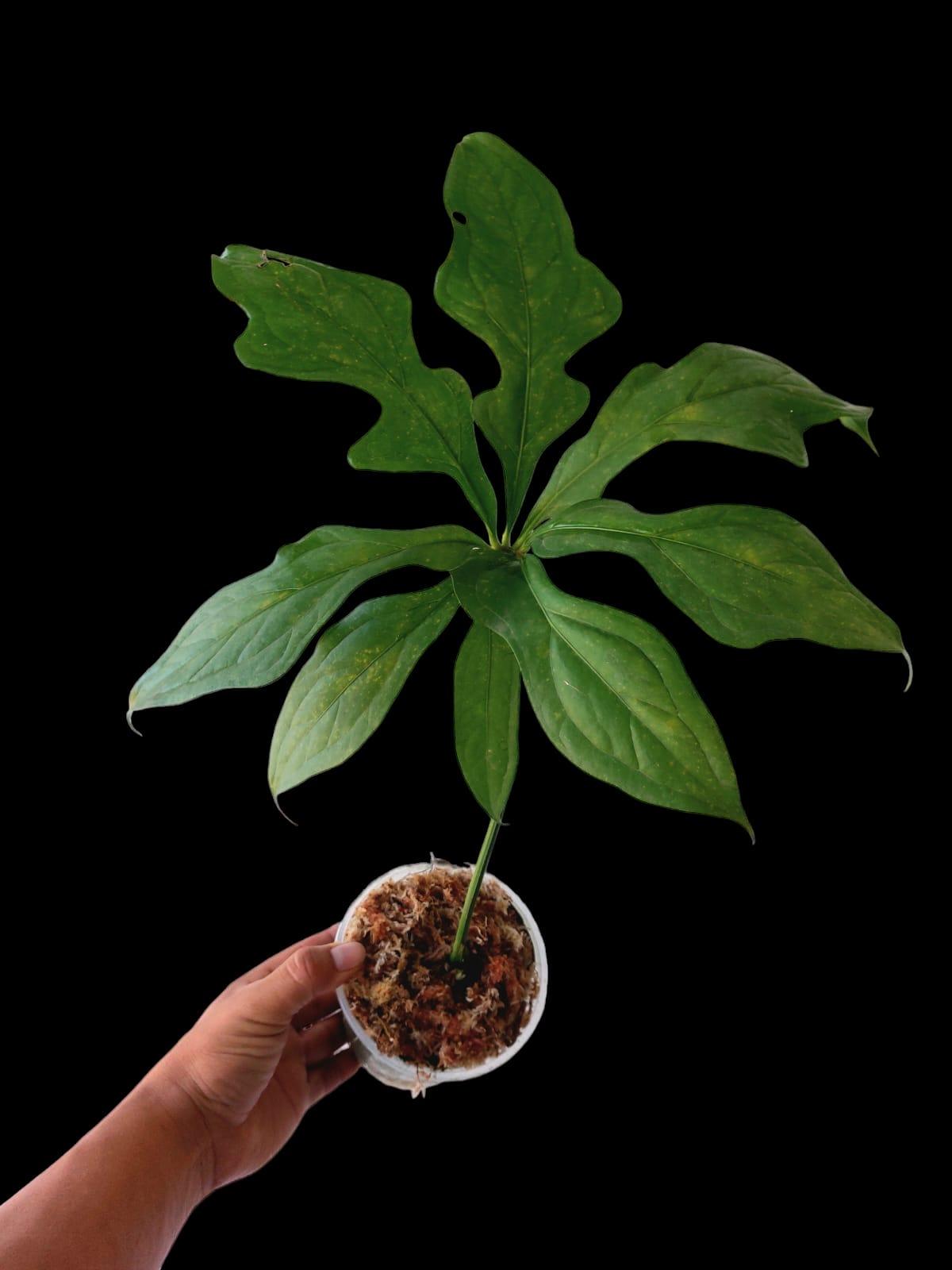 anthurium clavigerum care Anthurium clavigerum variegated (wk7-A)