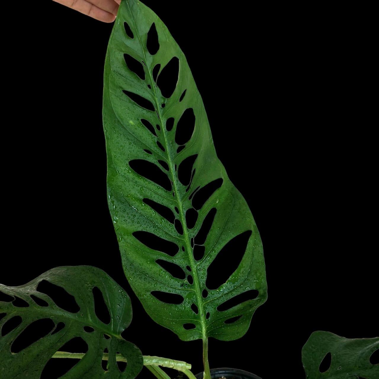 Monstera Esqueleto Peru form