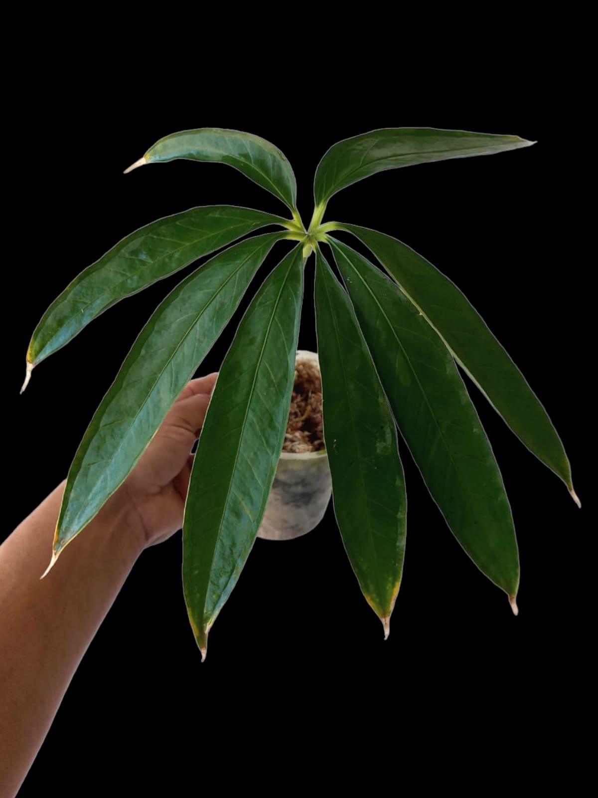 Anthurium Croatii Peru Form Wild Specie