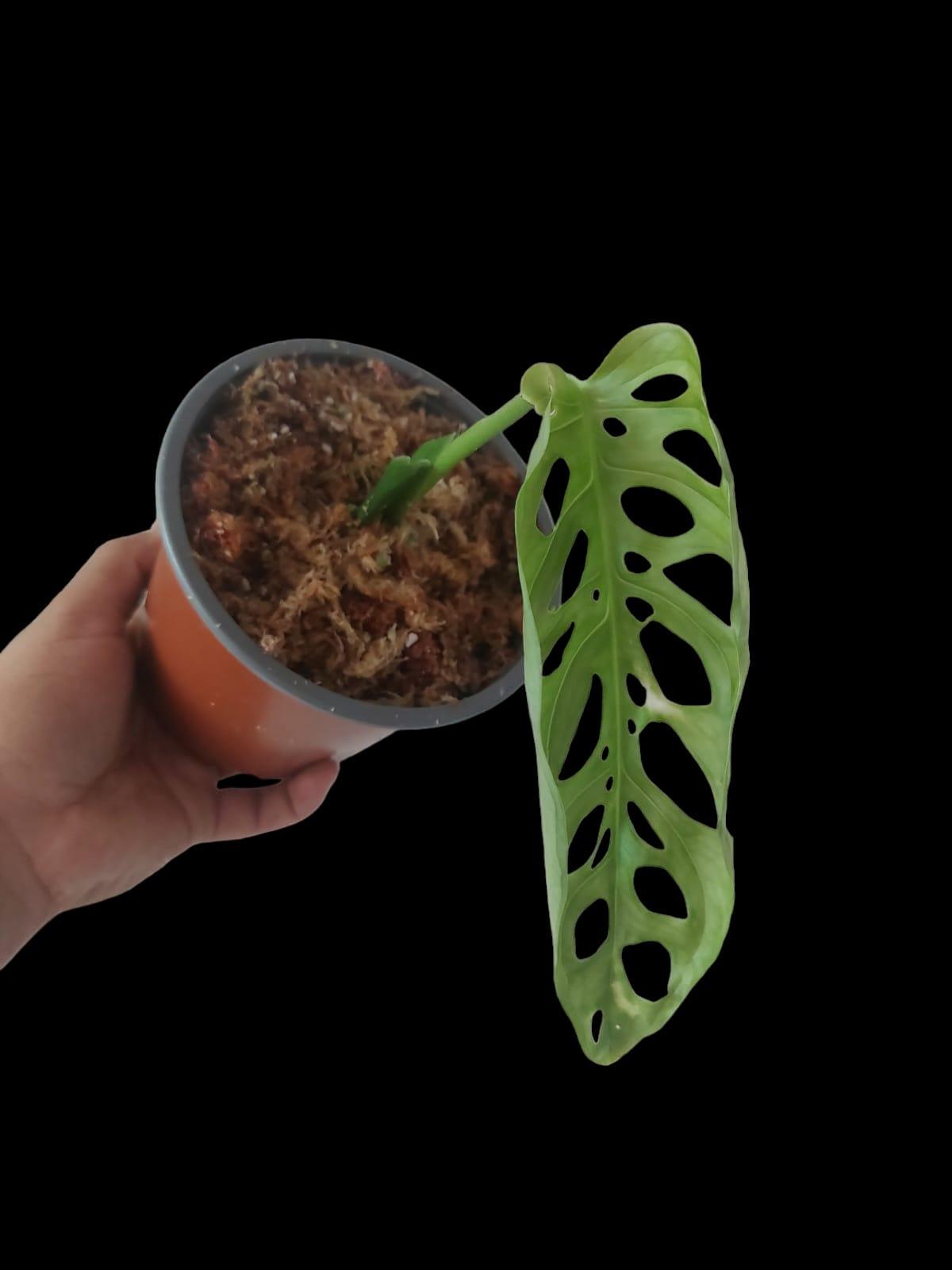 Monstera Esqueleto Peru form