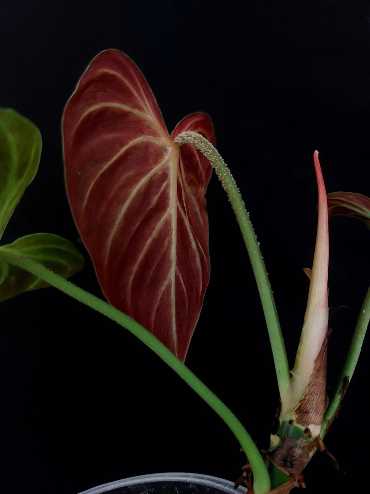 Philodendron Verrucosum Amazon Sunset
