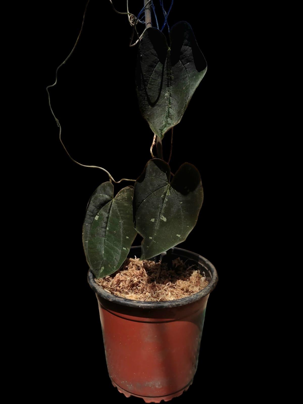 Dioscorea discolor 'Oro Negro' ecotype (EXACT PLANT)