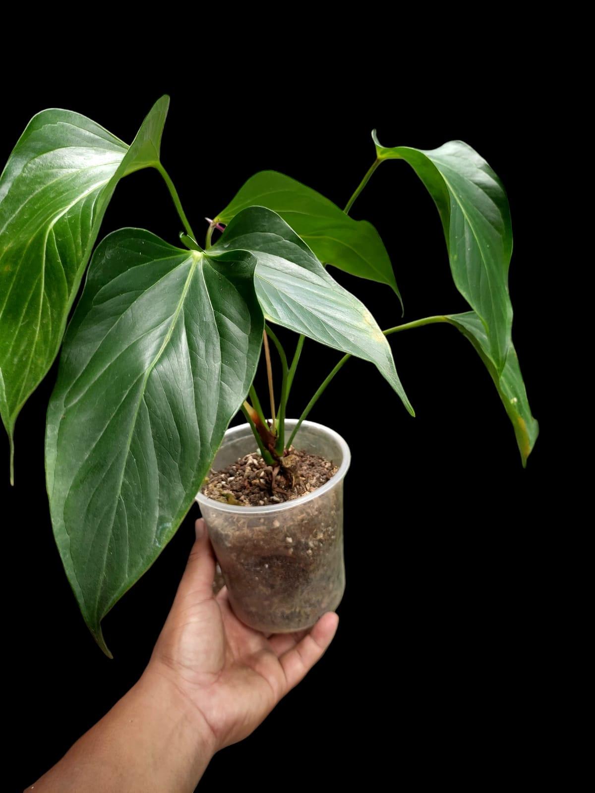 Anthurium sp. 'Deltoide' (EXACT PLANT)