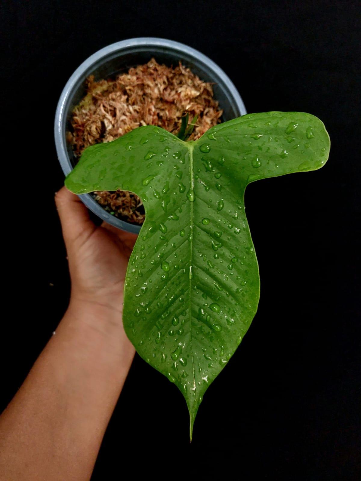 Anthurium sp "Monzon" (EXACT PLANT)