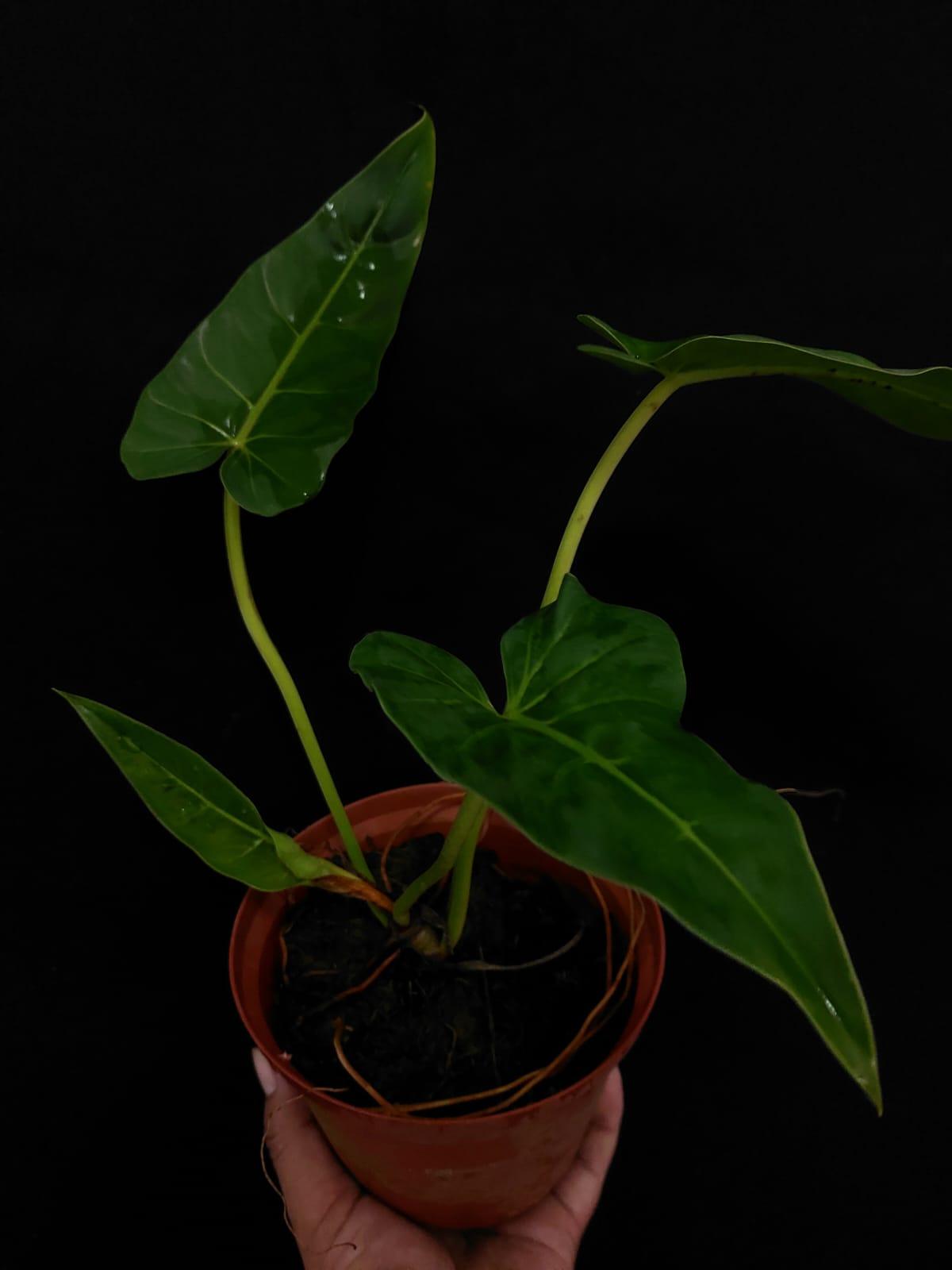 Philodendron Maximum