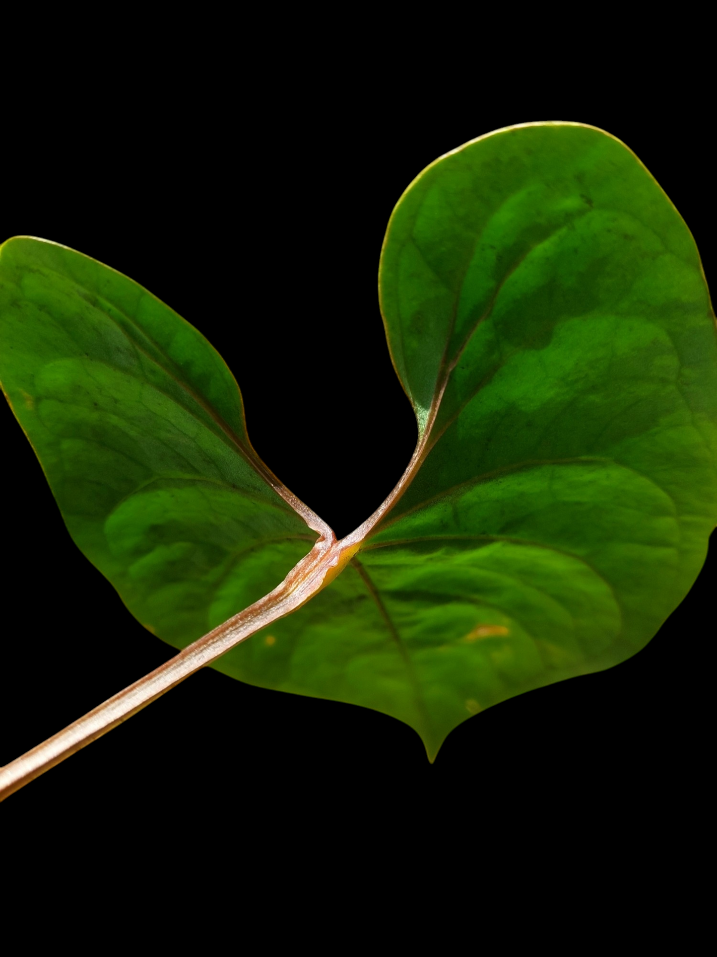 Anthurium sp. 'Huanuco Velvet' Dark Petiole (EXACT PLANT)