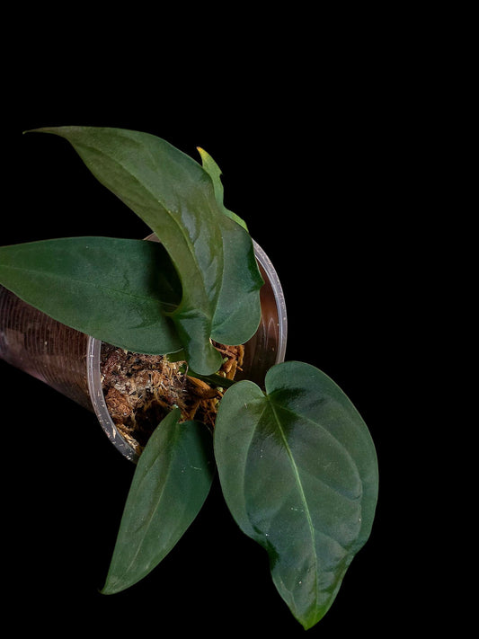 Anthurium Pulcachense Dark (EXACT PLANT)