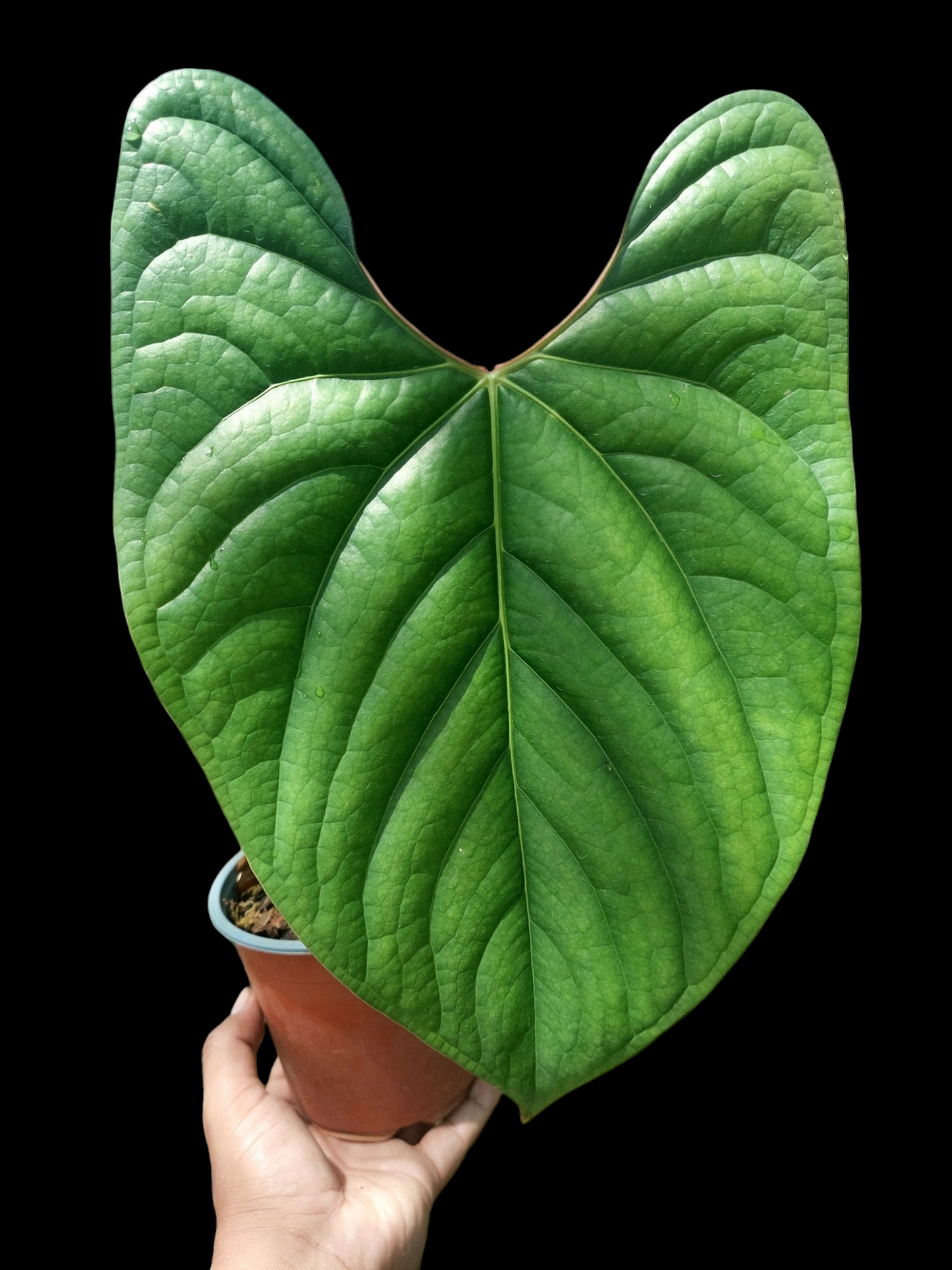 Anthurium sp. 'Iquitos' BIG PLANT' (EXACT PLANT)