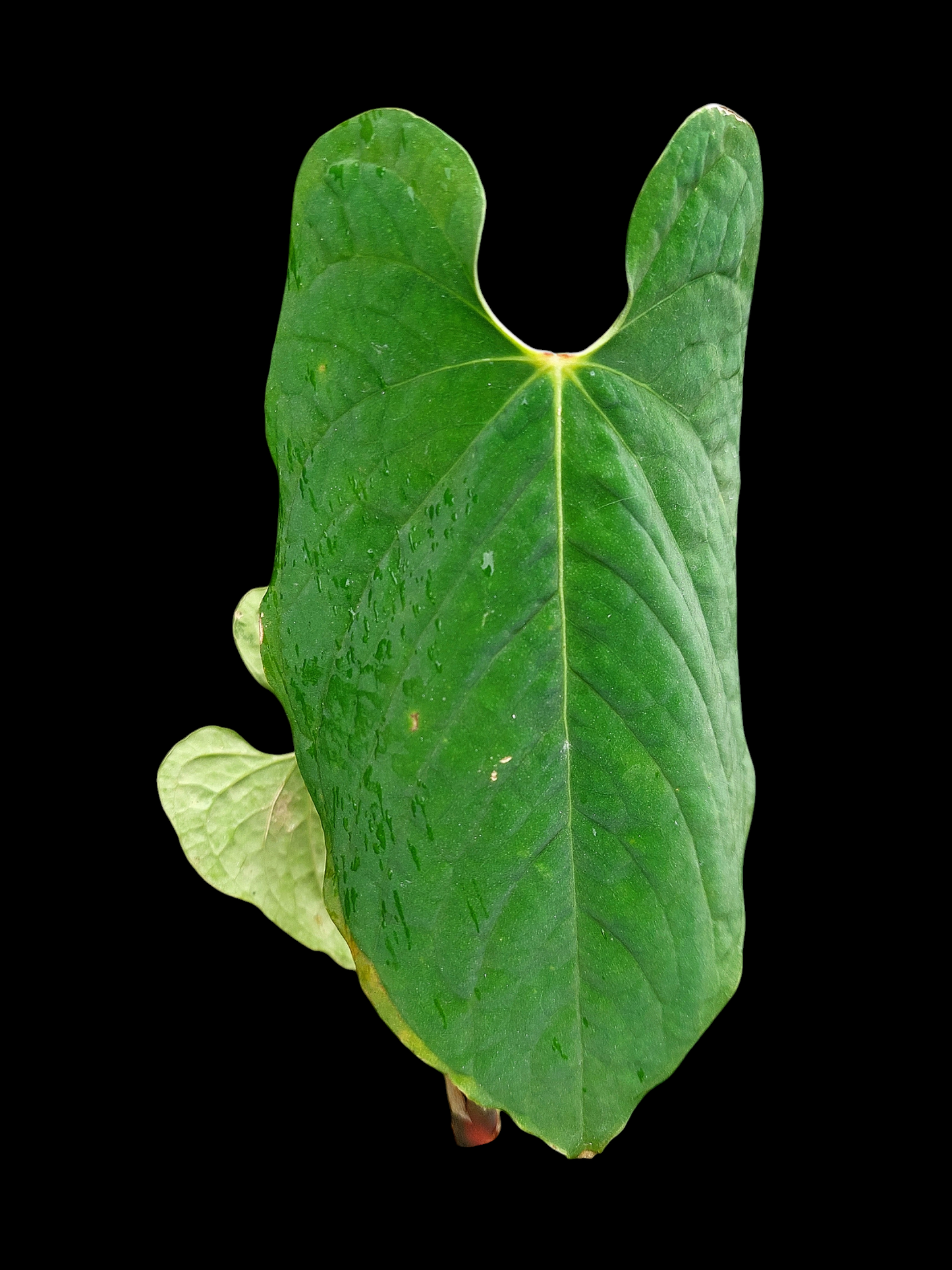 Anthurium Sp.'Purple' Velvet with 2 Leaves (EXACT PLANT)