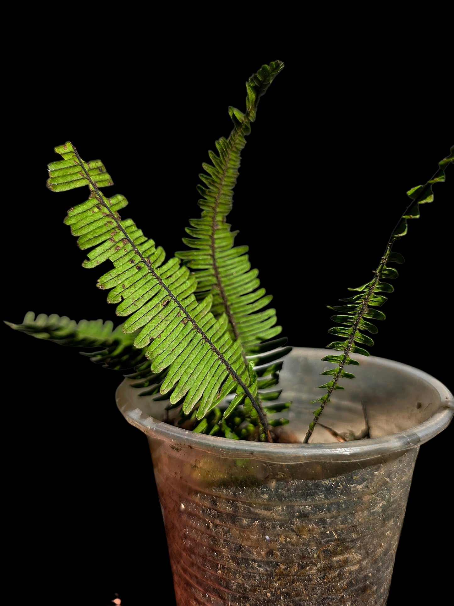 Pecluma aff. Filicula 'Tarapoto' Wild Ecotype (EXACT PLANT)