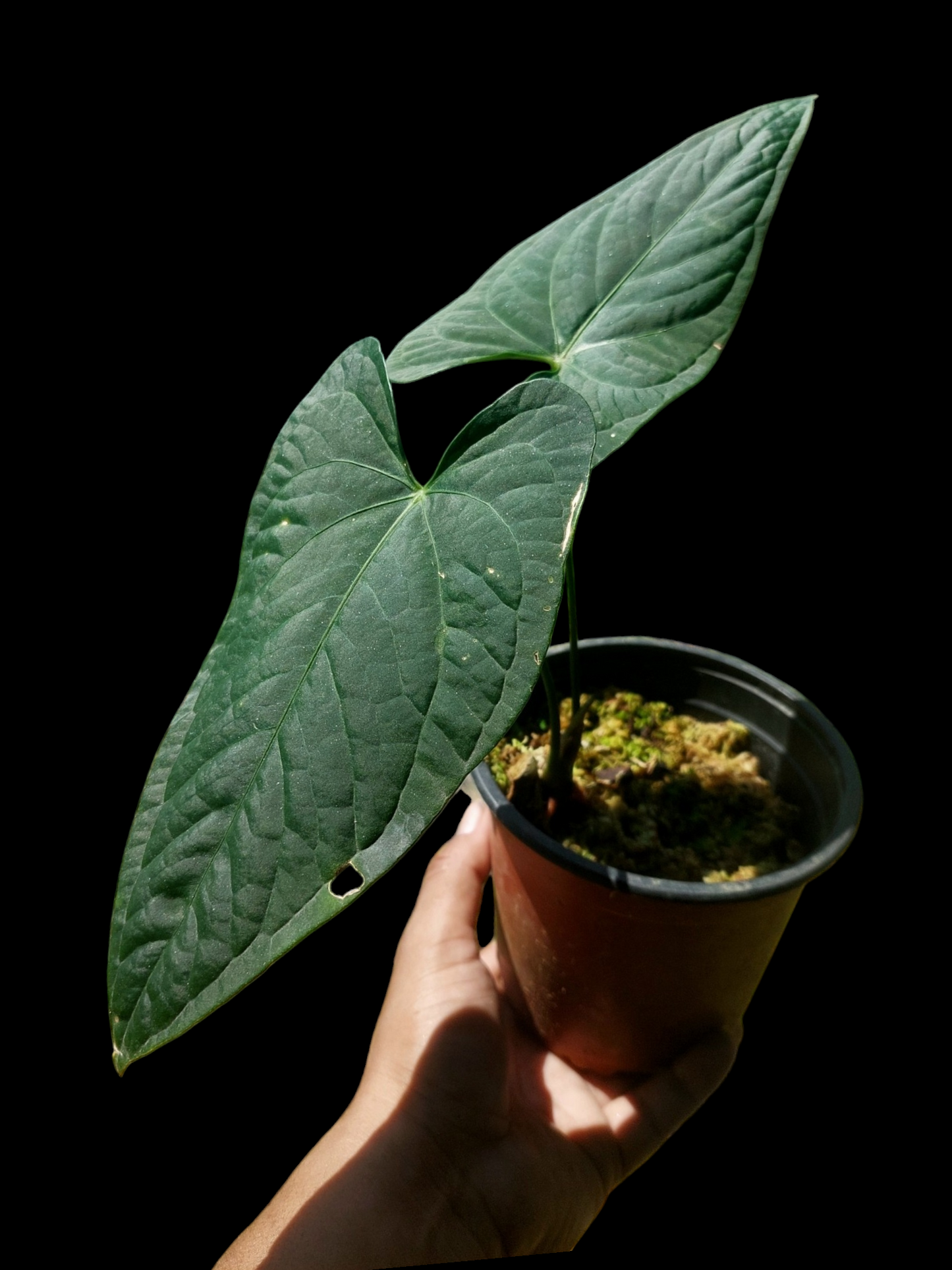 Anthurium sp. "Tarapoto Dark Velvet" (EXACT PLANT)