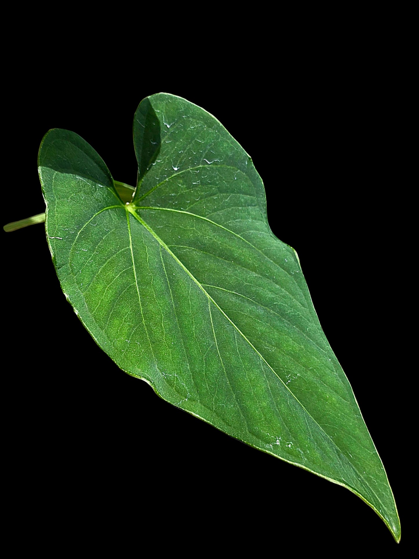 Anthurium sp. 'Kunayala Glow' Native to Panama (EXACT PLANT)