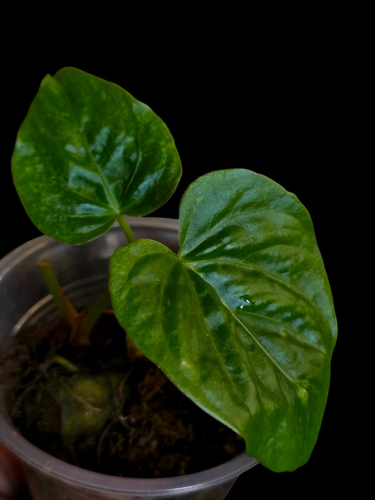 Anthurium Debilis (EXACT PLANT)
